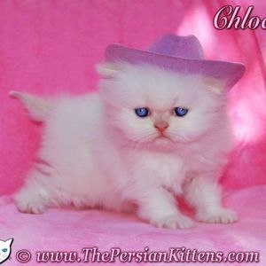 Meet your Posher, Balbina